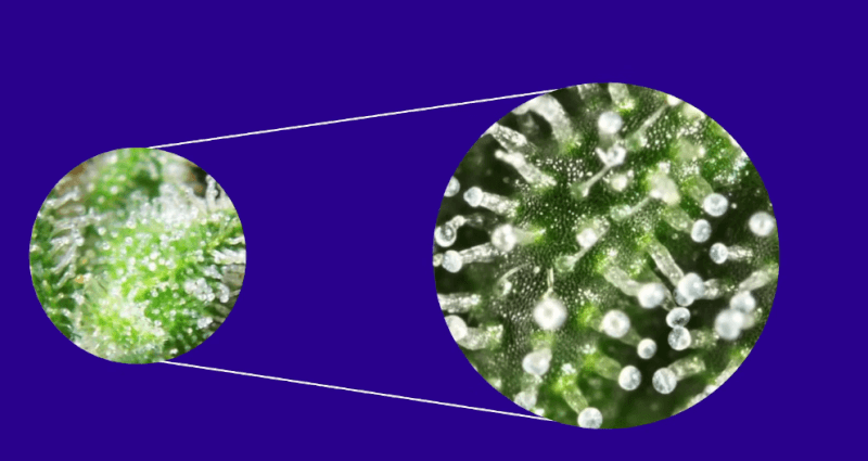 What are trichomes?