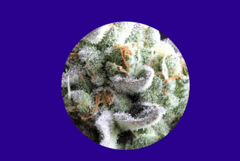 What are trichomes?