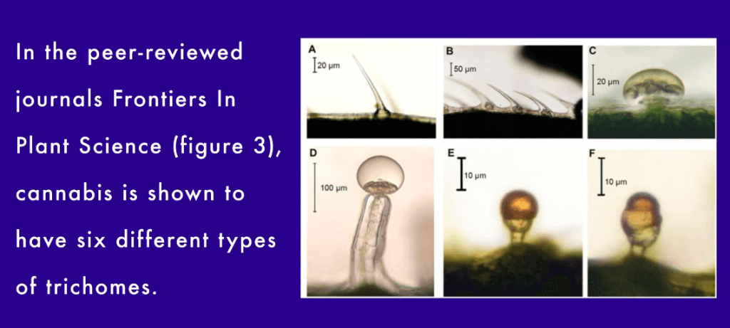 Does Grinding Weed Destroy Trichomes